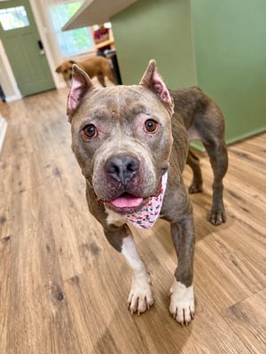 Nena Belle Gentle Brown Eyed Beauty thumbnail 15