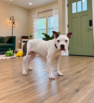 Winnie Love Tiny Pittie Wigglebutt thumbnail 9