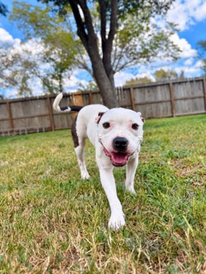 Winnie Love Tiny Pittie Wigglebutt thumbnail 6