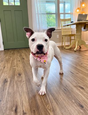 Winnie Love Tiny Pittie Wigglebutt thumbnail 13