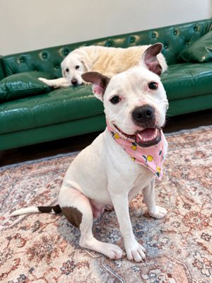 Winnie Love Tiny Pittie Wigglebutt thumbnail 14
