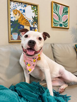 Winnie Love Tiny Pittie Wigglebutt thumbnail 5