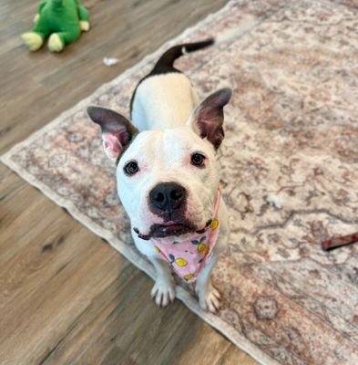 Winnie Love Tiny Pittie Wigglebutt thumbnail 3