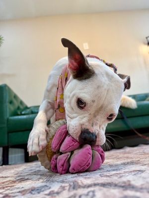 Winnie Love Tiny Pittie Wigglebutt thumbnail 4