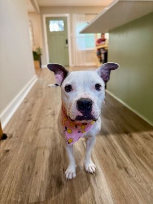 Winnie Love Tiny Pittie Wigglebutt thumbnail 8