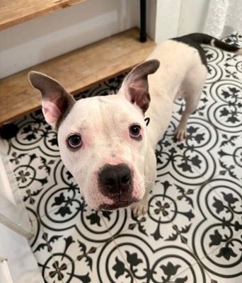 Winnie Love Tiny Pittie Wigglebutt thumbnail 12