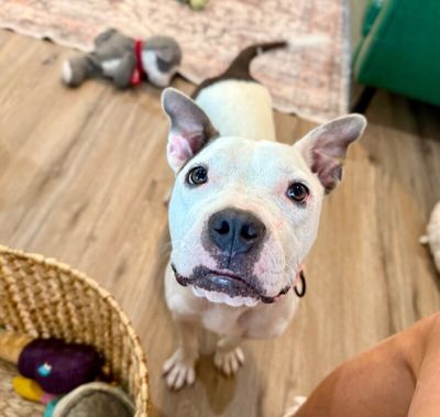 Winnie Love Tiny Pittie Wigglebutt thumbnail 15