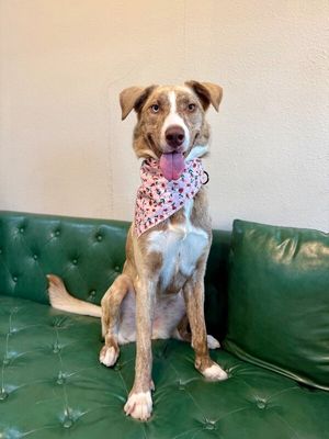 Stella bella Pretty Happy Girl thumbnail 10