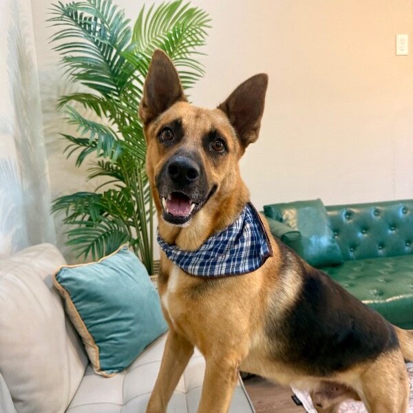 Zuko Roo Prince of Woowoos, a German Shepherd Dog dog