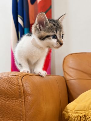 Squeakers Purrfect Patches Walker thumbnail 6