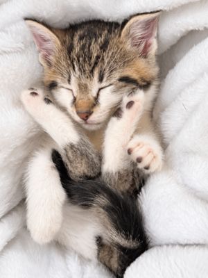 Squeakers Purrfect Patches Walker thumbnail 2