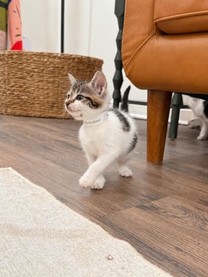 Squeakers Purrfect Patches Walker thumbnail 3