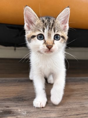 Squeakers Purrfect Patches Walker thumbnail 4