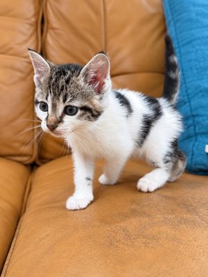 Squeakers Purrfect Patches Walker thumbnail 7