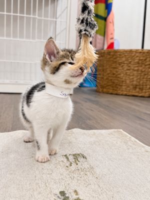 Squeakers Purrfect Patches Walker thumbnail 5