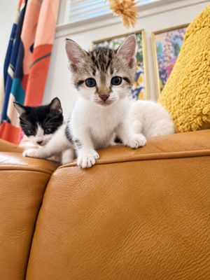 Squeakers Purrfect Patches Walker thumbnail 10