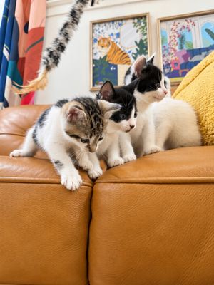 Squeakers Purrfect Patches Walker thumbnail 8