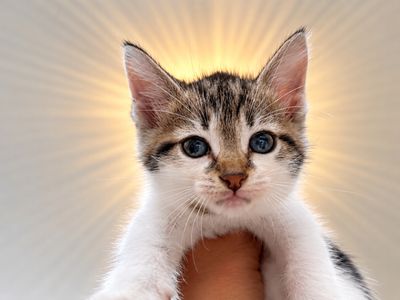 Squeakers Purrfect Patches Walker thumbnail 1