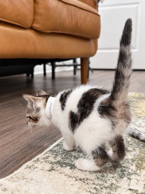 Squeakers Purrfect Patches Walker thumbnail 9