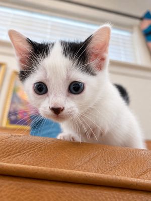Bailey Purrfect Pearl Walker thumbnail 3