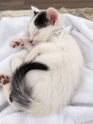 Bailey Purrfect Pearl Walker thumbnail 5