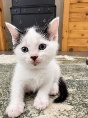 Bailey Purrfect Pearl Walker thumbnail 6