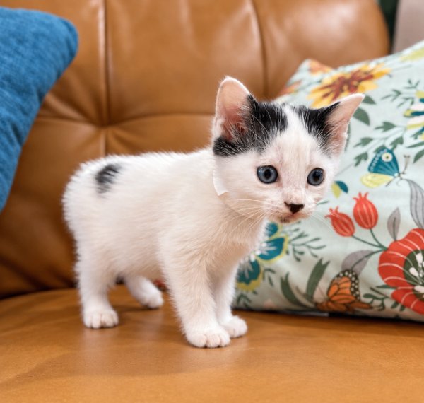 Bailey Purrfect Pearl Walker, a American Shorthair cat