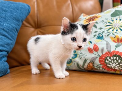 Bailey Purrfect Pearl Walker thumbnail 1