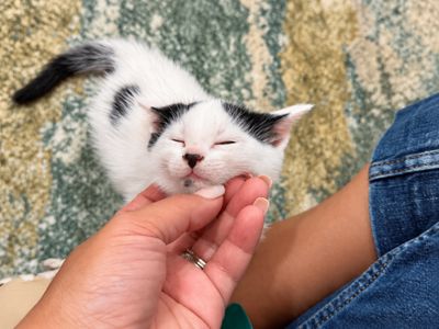 Bailey Purrfect Pearl Walker thumbnail 2