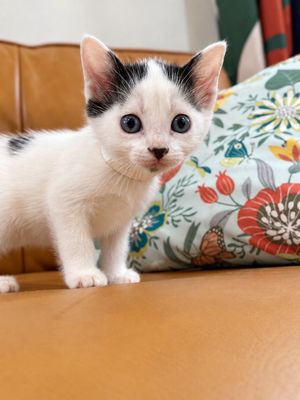 Bailey Purrfect Pearl Walker thumbnail 4
