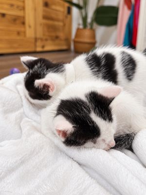 Bailey Purrfect Pearl Walker thumbnail 7