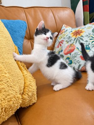 Pickles Purrfect Tuxedo Twist Walker thumbnail 5