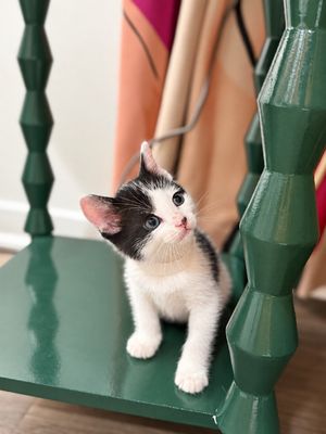 Pickles Purrfect Tuxedo Twist Walker thumbnail 4