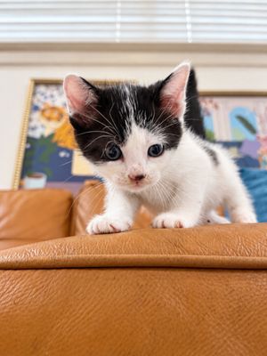 Pickles Purrfect Tuxedo Twist Walker thumbnail 3
