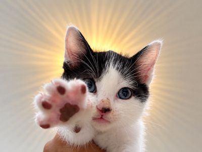 Pickles Purrfect Tuxedo Twist Walker thumbnail 1
