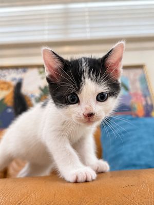 Pickles Purrfect Tuxedo Twist Walker thumbnail 2