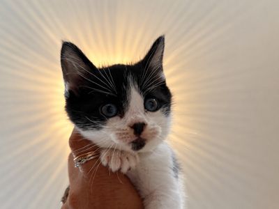 Dibs Purrfect Button Nose Walker thumbnail 1