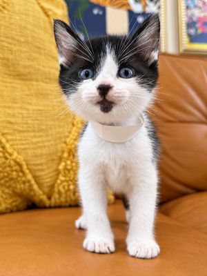 Dibs Purrfect Button Nose Walker thumbnail 3