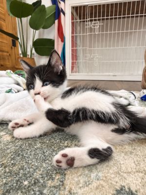 Dibs Purrfect Button Nose Walker thumbnail 5