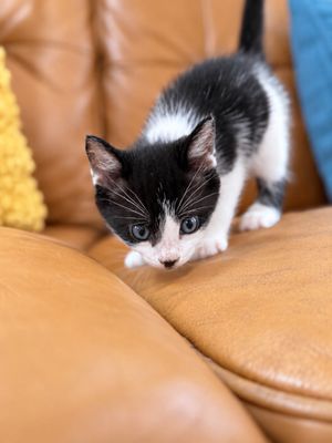 Dibs Purrfect Button Nose Walker thumbnail 2