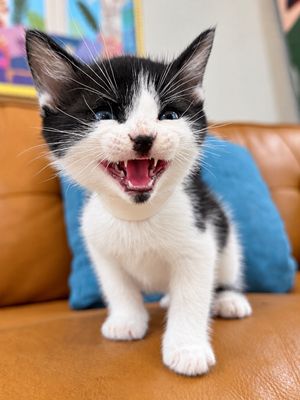 Dibs Purrfect Button Nose Walker thumbnail 6