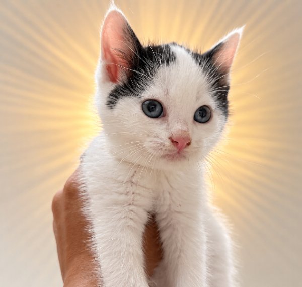Birdie Purrfect Tuxedo Tips Walker, a Tuxedo cat