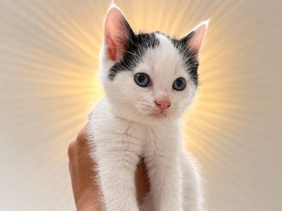 Birdie Purrfect Tuxedo Tips Walker thumbnail 1