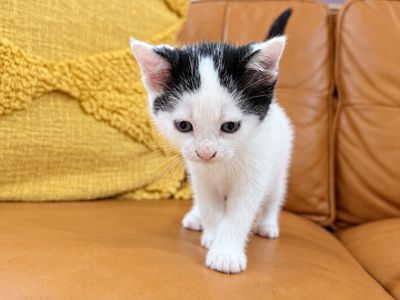 Birdie Purrfect Tuxedo Tips Walker thumbnail 4