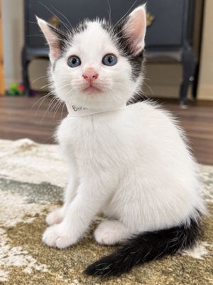 Birdie Purrfect Tuxedo Tips Walker thumbnail 2