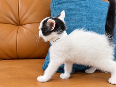 Birdie Purrfect Tuxedo Tips Walker thumbnail 5
