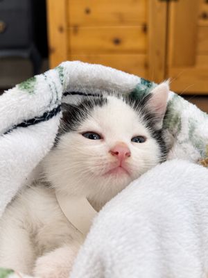 Birdie Purrfect Tuxedo Tips Walker thumbnail 3