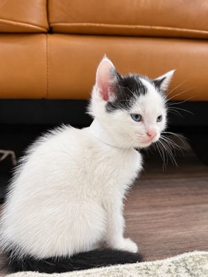 Birdie Purrfect Tuxedo Tips Walker thumbnail 7