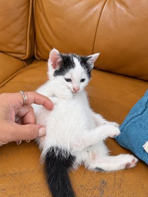 Birdie Purrfect Tuxedo Tips Walker thumbnail 6
