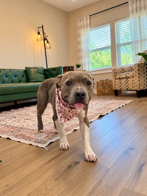 Siri Sue Itty Bitty Sweet Girl thumbnail 7